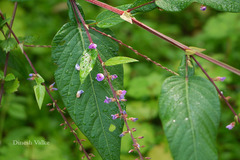 Desmodium triquetrum